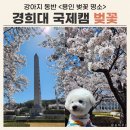 경희대 혜정박물관 | 경희대 국제캠퍼스 벚꽃 실시간 애견 동반 후기 (용인 벚꽃 명소, 주차)
