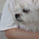 김천 내일동물병원 이미지