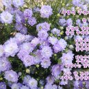 입석2리 이미지