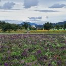 순한쌀빵빵순 이미지