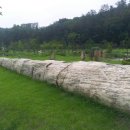 행복한 나무 이미지