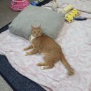 냥냥이네 이미지