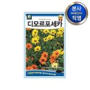 다농 이미지