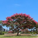 배롱나무(백일홍) 이미지