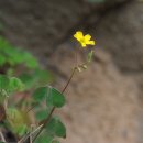 괭이밥 Oxalis corniculata L. 이미지