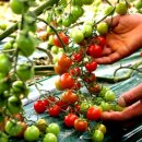 이상철농장 이미지