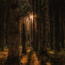 극동지하수 | 산속의 보석, 물푸레나무와 그 동료들 - 한반도 숲을 빛내는 은빛 잎사귀의 주인들