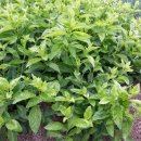 흙뿌리 농장 이미지