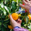 땡큐베리팜 이미지