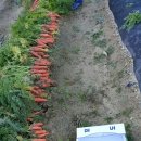 뽑기농장 이미지