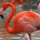 플라밍고 이미지