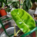 신아우성 이미지