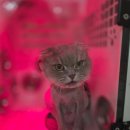 영블리 펫살롱 이미지