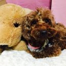 충현동물병원 이미지