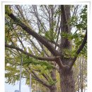 은행나무시장 이미지