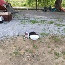 와바(포켓 전용) | 애견캠퍼 카페 정모) 속리산 사나래 캠핑장_애견동반캠핑다녀왔어요~