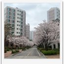 현대월드공인중개사사무소 | 벚꽃이 내려앉은, 백현마을9단지의 봄 - 판교대림부동산/공인중개사