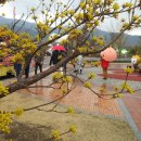 산수유 축제 &amp; 광한루 1 이미지