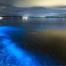 Bioluminescent.. 이미지