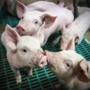친환경 양돈 생균제 | 돼지 사육 성공, 등지방 15~19mm가 답이다!