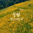 351 | 수원 광교저수지 금계국 주차장 개화 만개 방문 후기