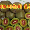 과일맛최고