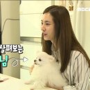 순심이 애견미용 이미지