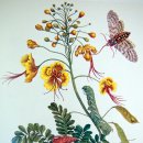 보태니컬 아트 이미지