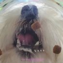 마이펫까까 이미지