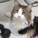 하이멍냥 강아지분양 고양이분양 서울본점 이미지