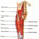 linguinal pain, 사타구니 근처의 통증이해 이미지