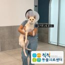 청아동물병원 | [울산 동물병원 척척동물의료센터] 진돗개 중성화 4주차 완쾌 이야기 &amp; 동물등록증 발급 완료 !