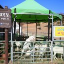 칠곡양떼목장 이미지