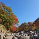 단풍스테이 이미지