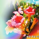 어여쁜 미국능소화 (왁스(WAX) - 화장을 고치고) 이미지