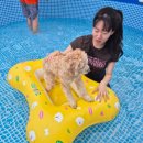 두드리네 | [양평 애견독채펜션] 두드리네 솔직 후기