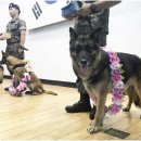 육군 군견훈련소 이미지