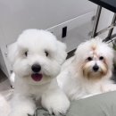 코튼빌리지 부산본점 이미지
