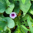 성하태양광발전소 이미지