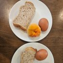 백조농장(2) | 뉴질랜드 윌로뱅크 동물원, 키위새와 사랑에 빠진 날