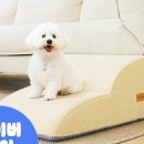 미오펫