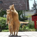 행복한고양이 - 고양시 일산동구 무궁화로 32-21 | 행복한고양이