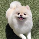 베베펫 천안 애견미용 | 천안애견미용 무료미용 맡겨보고 만족했던 솔직후기