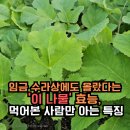 새벽수라상 | 임금 수라상에도 올랐다는 어수리나물 효능 먹어본 사람만 아는 특징