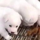 똥싼 강아지 이미지