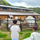 세이지우드 홍천산양목장 이미지