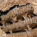 말벌집(노봉방) 露蜂房 이미지