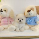 강아지분양 꽃강아지 중랑점 이미지