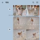 피터펫카페 일산점 이미지