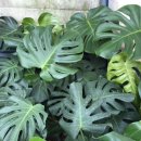 애란농장 이미지